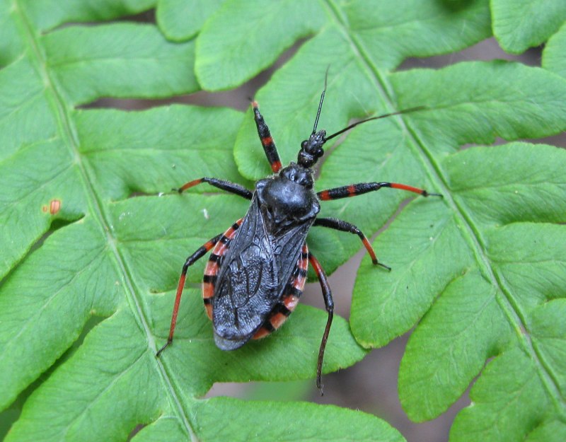 Hashorotlar (Insecta) sinfi