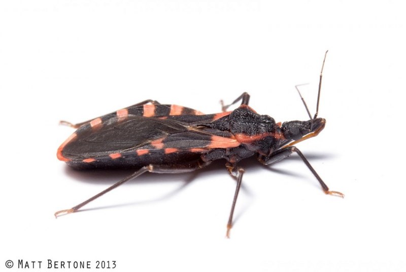 Radasca Insecta