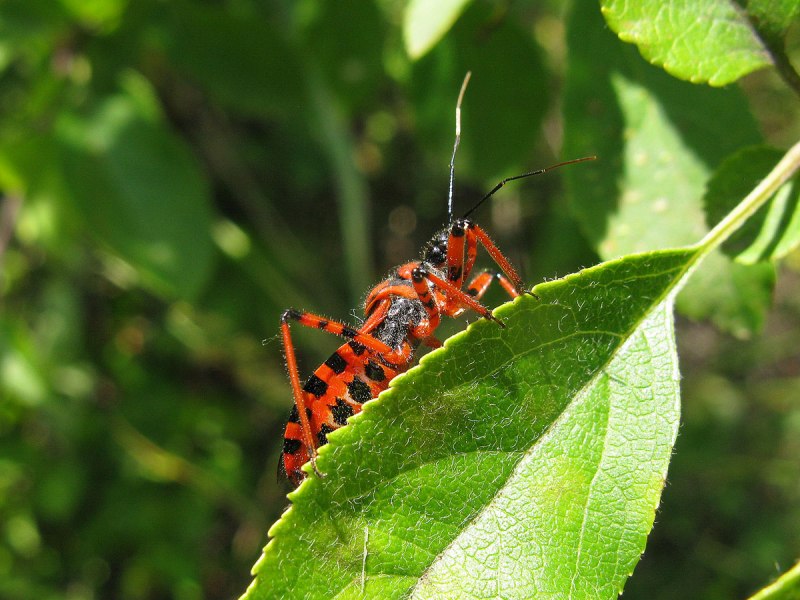 Хищнец красный Rhynocoris iracundus