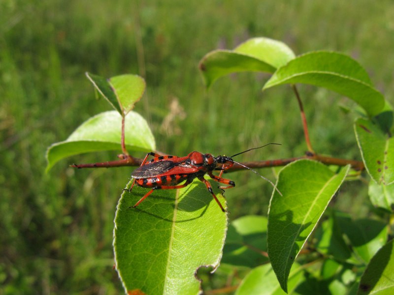 Клоп-солдатик Pyrrhocoris