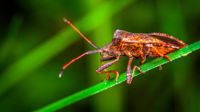 Клоп Acanthaspis Petax