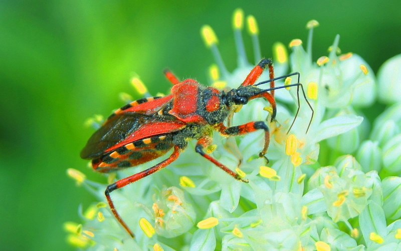 Клоп хищнец Assassin Bug