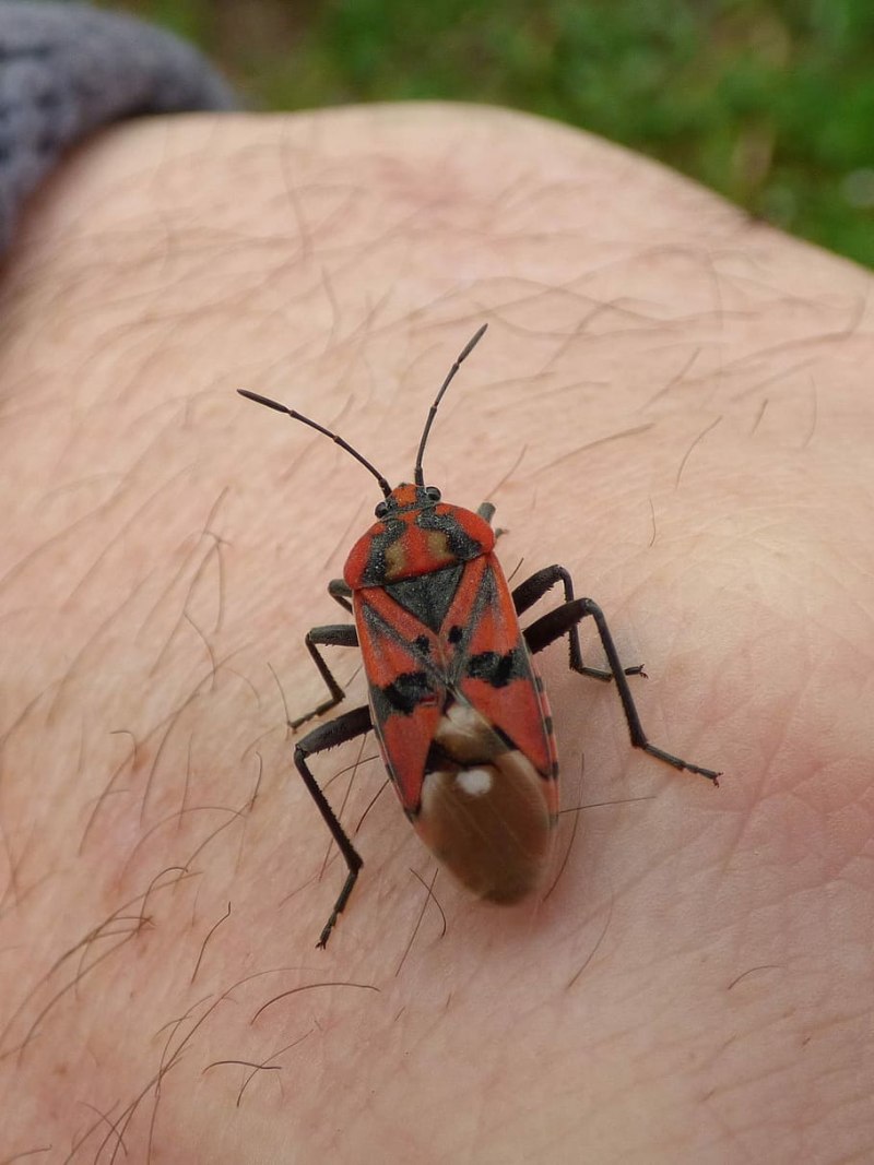 Pyrrhocoris apterus