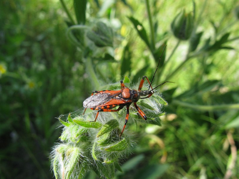 Клоп-хищнец Ринокорис красный (Rhynocoris iracundus)