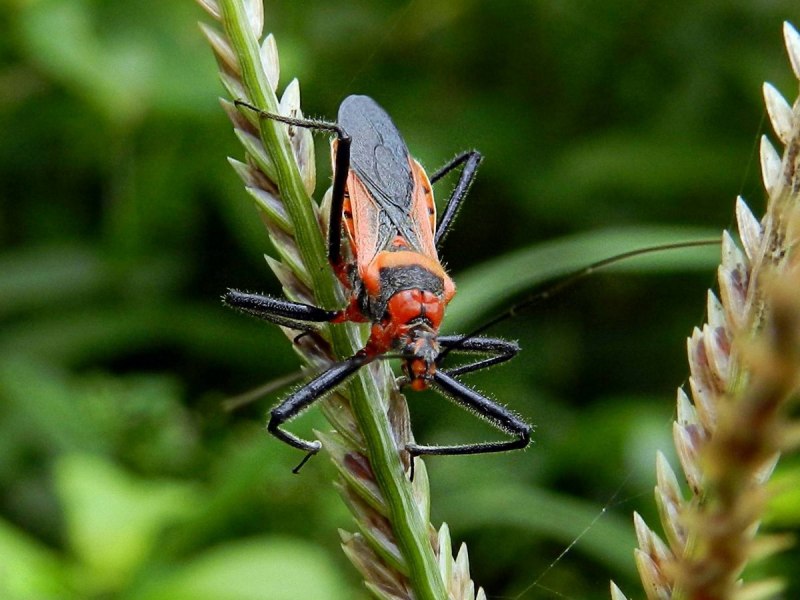 Rhynocoris iracundus