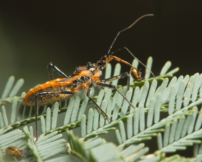 Клоп хищнец Assassin Bug в Казахстане