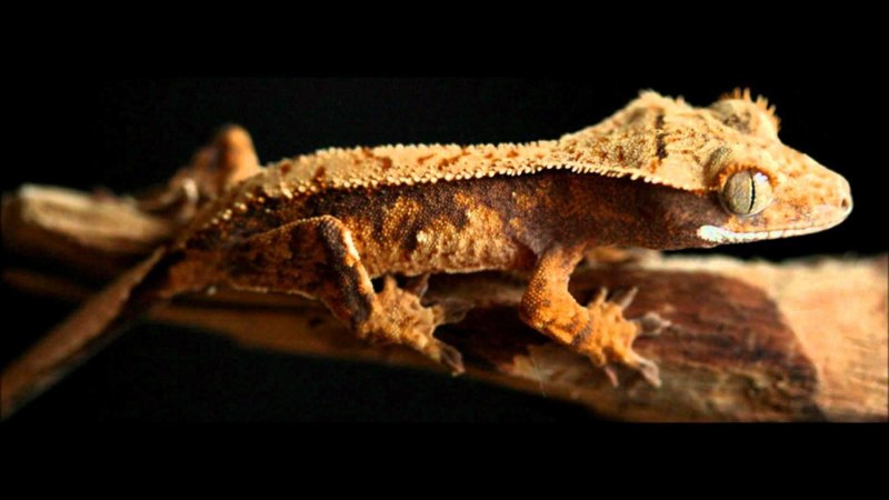 Реснитчатый геккон-бананоед Correlophus ciliatus
