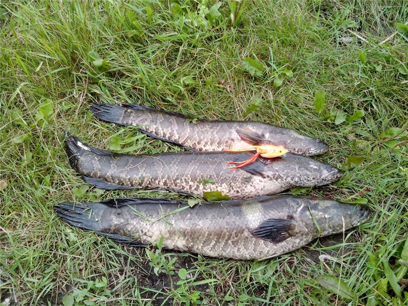 Fish Snakehead Northern