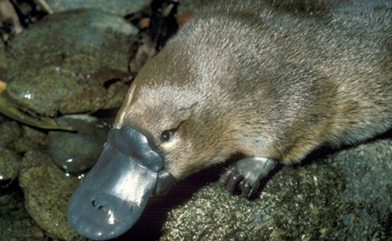 Ornithorhynchus anatinus