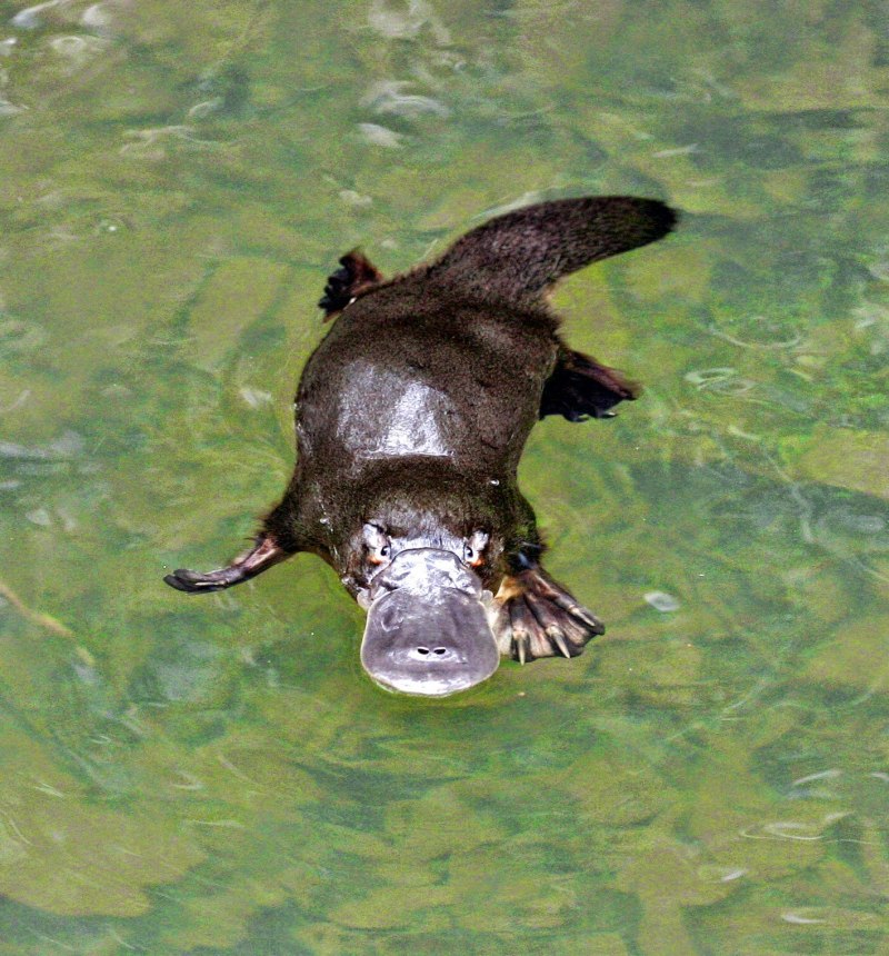 Ornithorhynchus anatinus