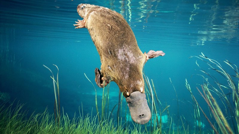 Ornithorhynchus anatinus