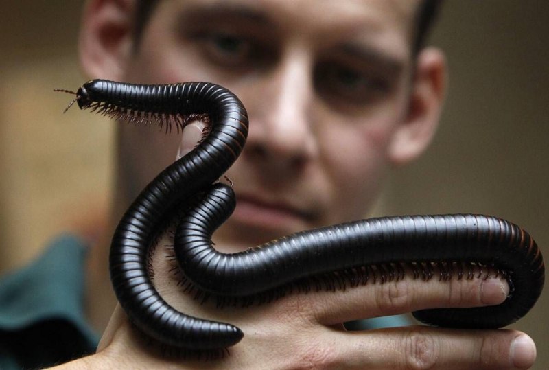 Многоножка Millipede красная