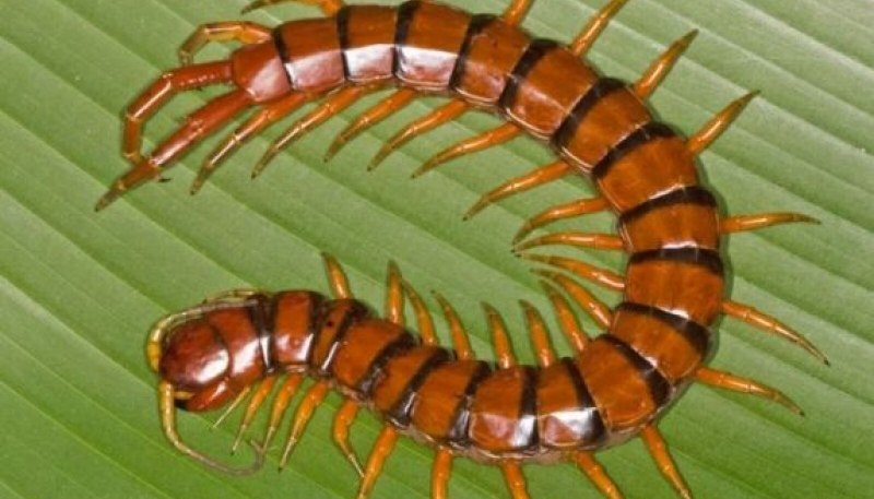 Scolopendra SP.