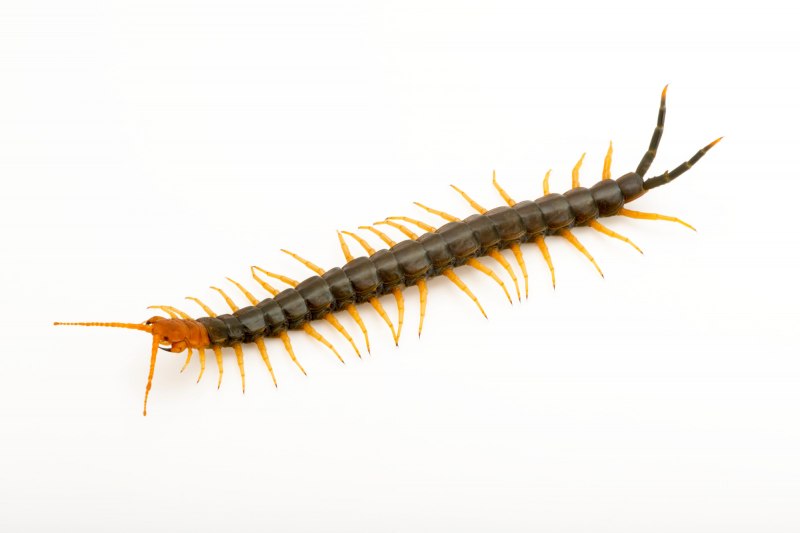 Сколопендра subspinipes