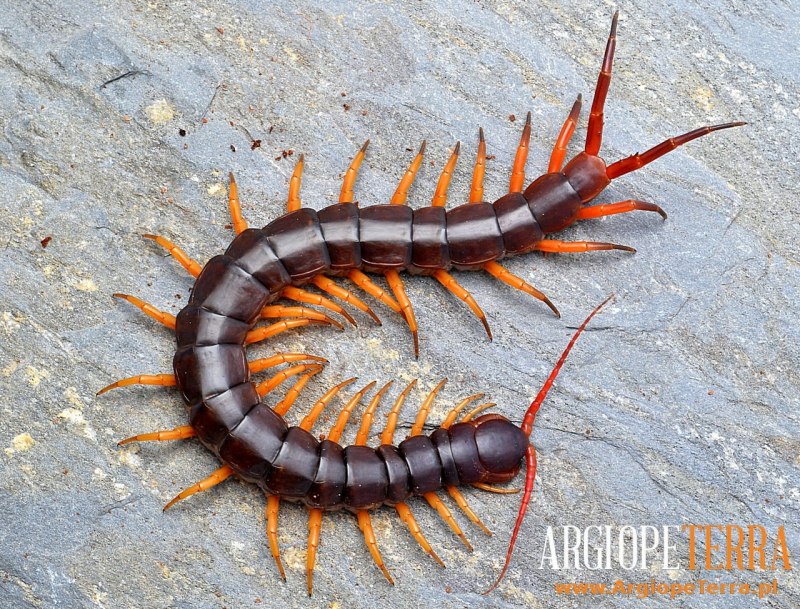 Scolopendra polymorpha
