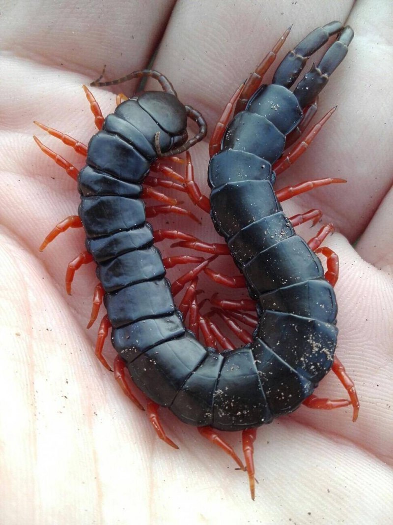 Amazonian giant Centipede