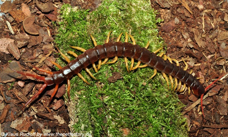 Ethmostigmus rubripes