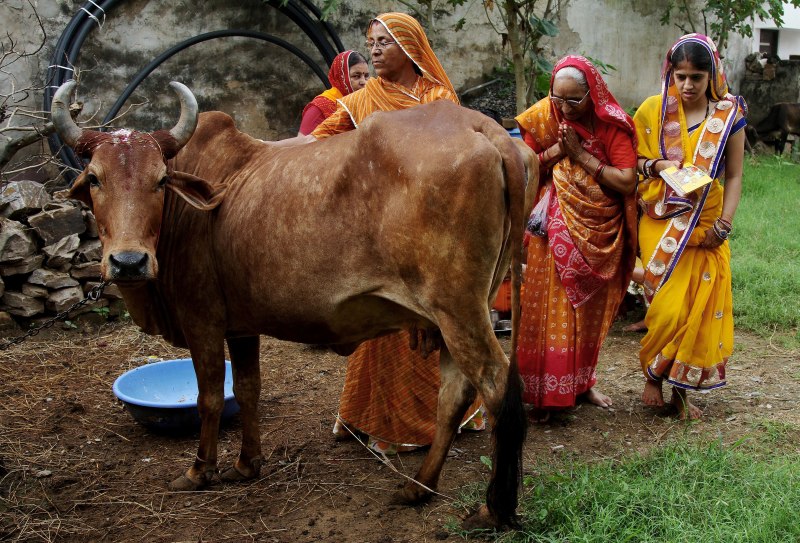 Индийская корова (65 фото)