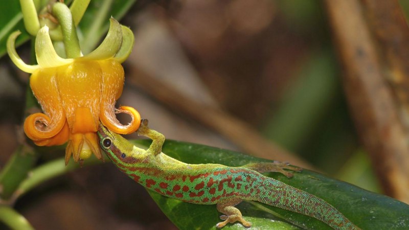 Gehyra marginata