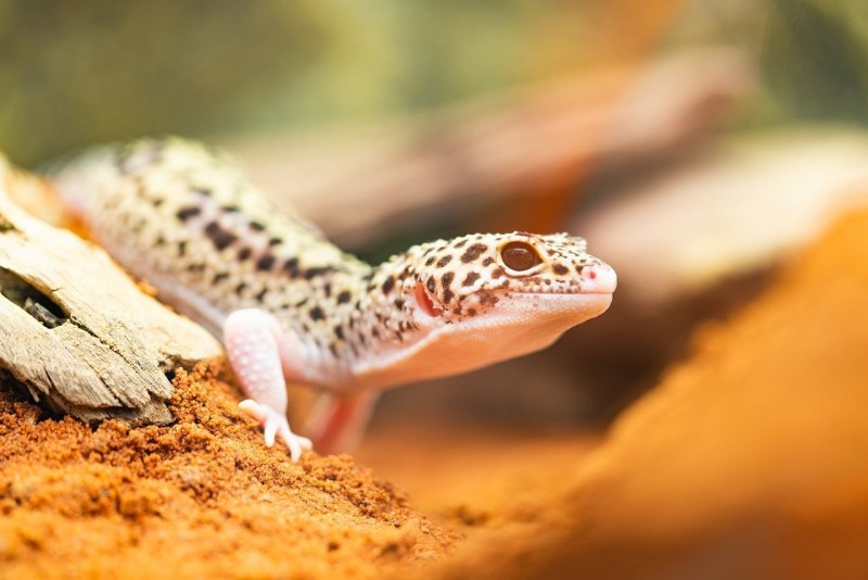 Фельзума Стандинга Phelsuma standingi