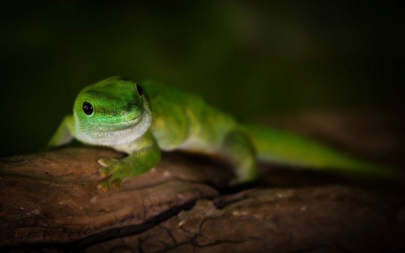 Phelsuma andamanense