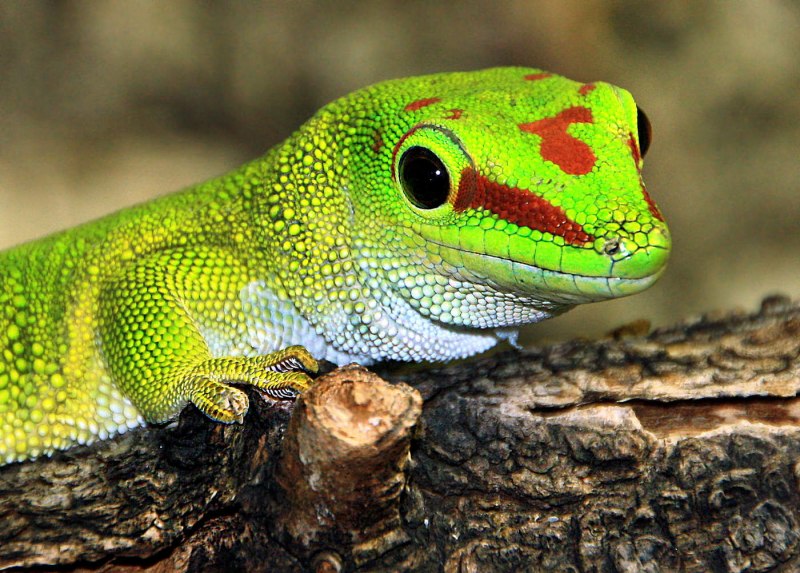 Phelsuma madagascariensis фельзума Мадагаскарская