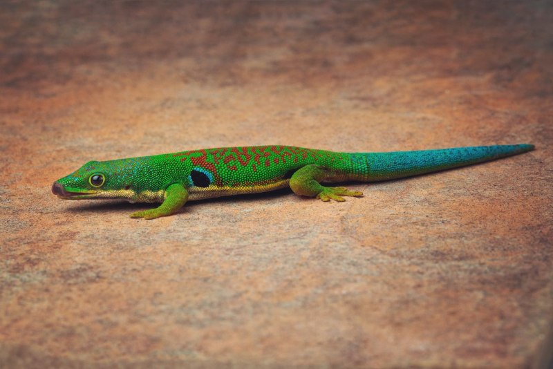 Phelsuma standingi