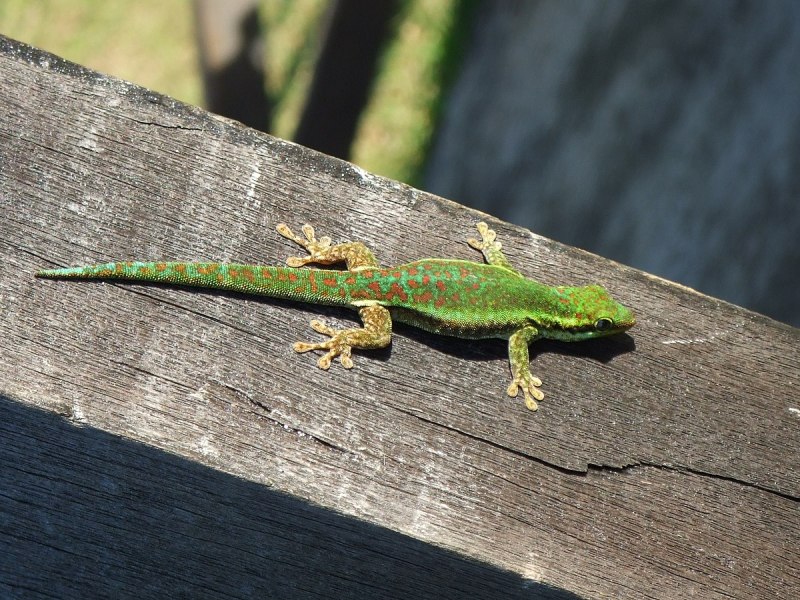 Lygodactylus conraui