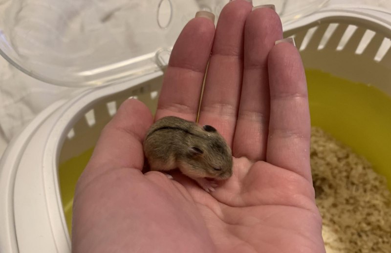 Золотистый хомячок джунгарик пенни