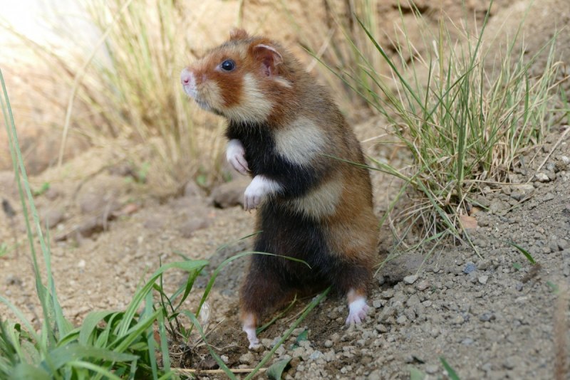 Обыкновенный хомяк Cricetus Cricetus