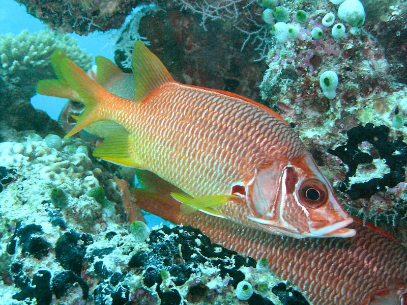 Holacanthus ciliaris