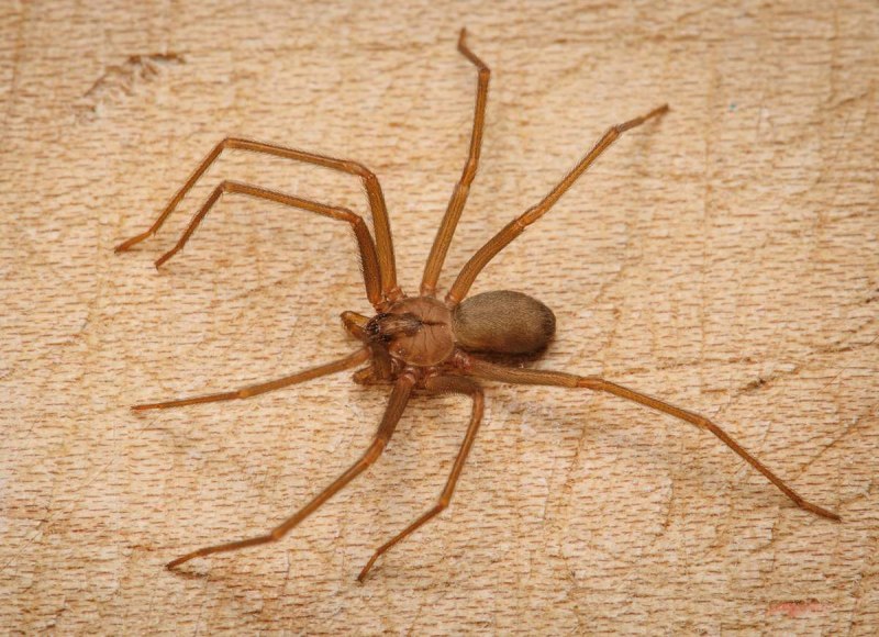 Паук Loxosceles