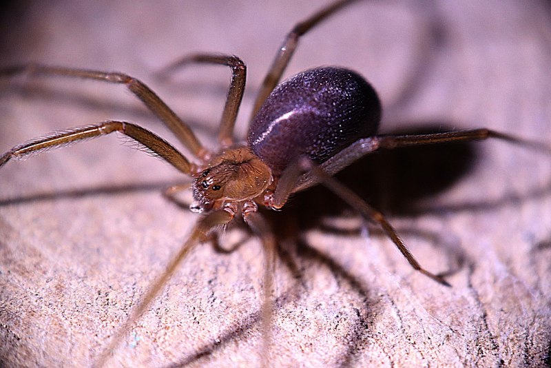 Паук Loxosceles reclusa