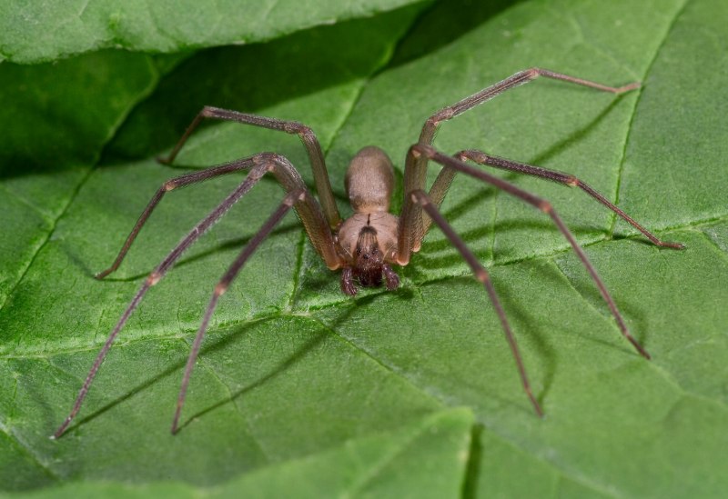 Brown Recluse