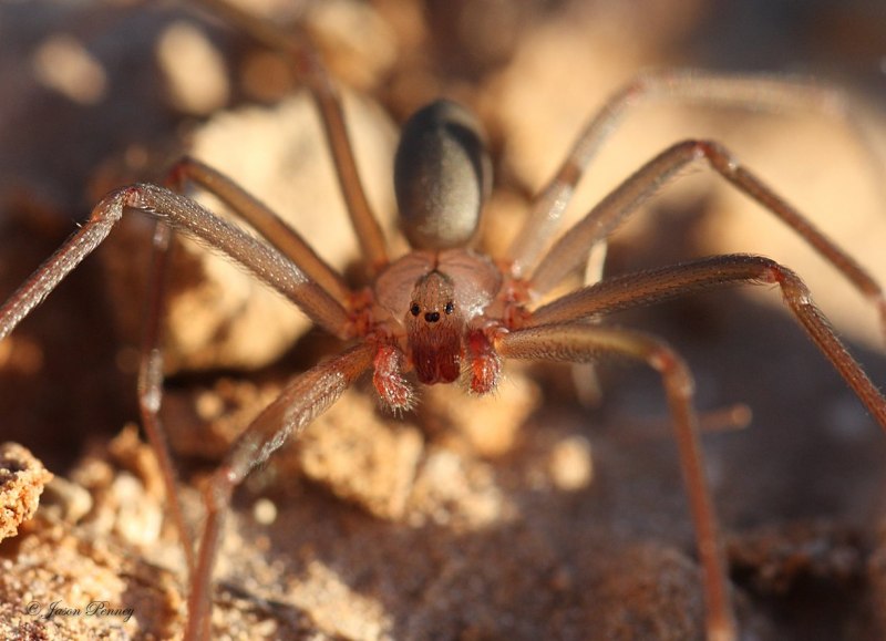 Коричневый паук-отшельник (Loxosceles reclusa)