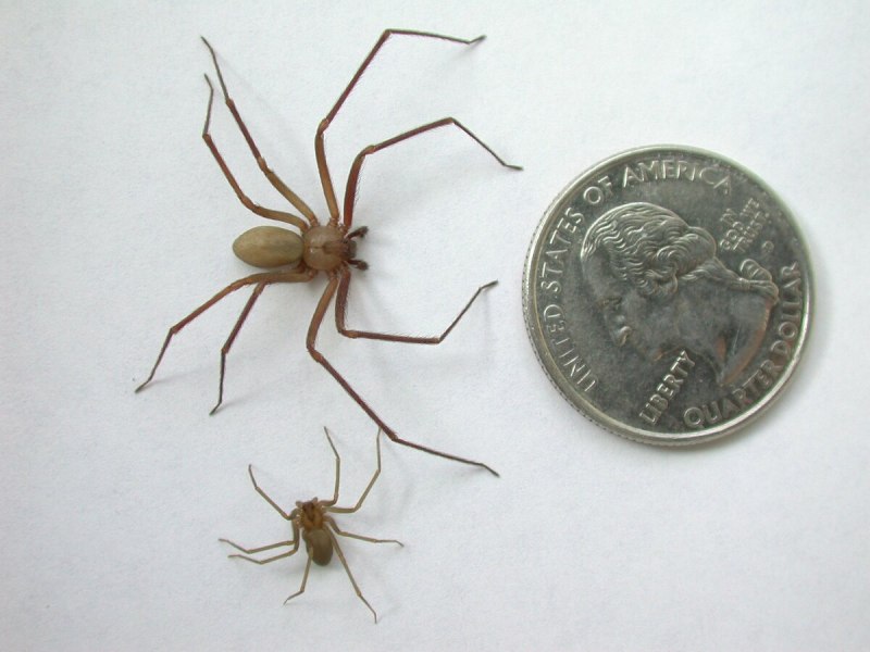 Brown Recluse Spider паук