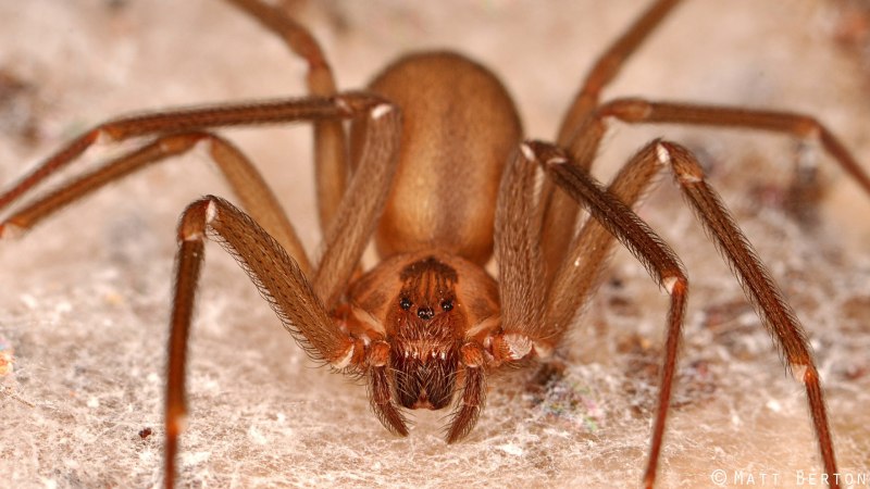 Brown Recluse Spider паук