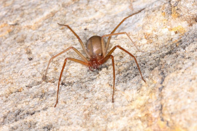 Паук Loxosceles reclusa