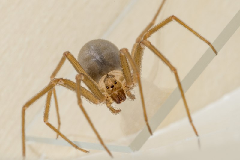 Loxosceles Laeta паук