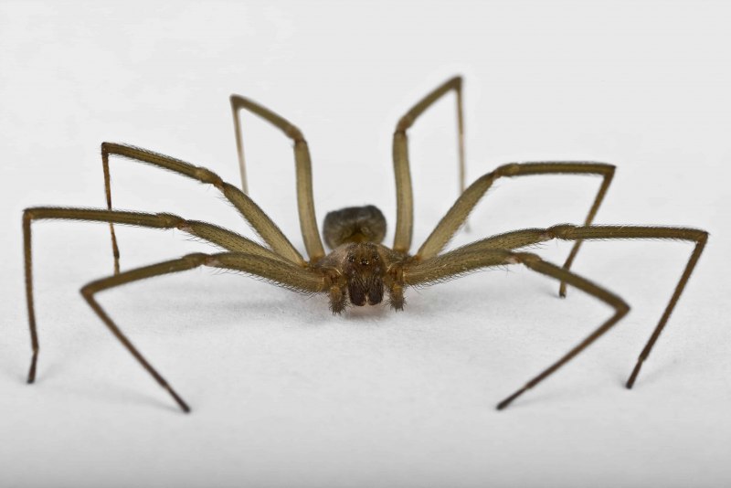 Brown Recluse Spider паук