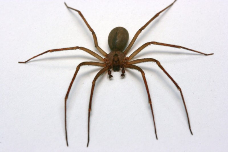 Loxosceles reclusa – паук отшельник