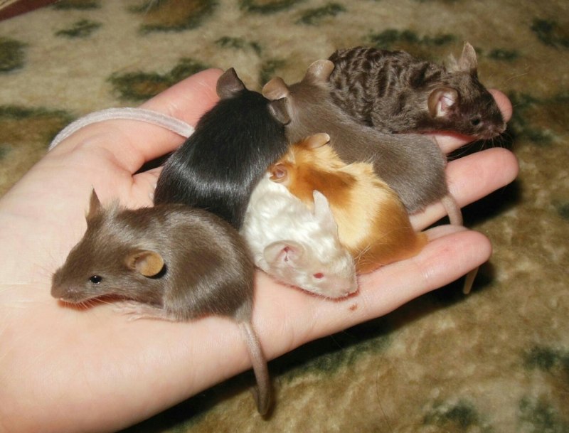 Сатиновая мышь (70 фото)