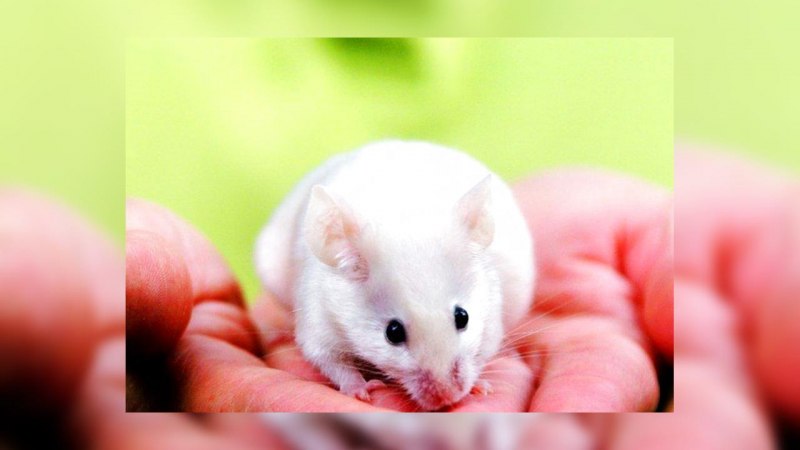 Декоративные мышки сатиновые