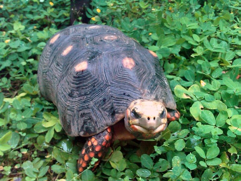 Угольная черепаха (Chelonoidis carbonaria)