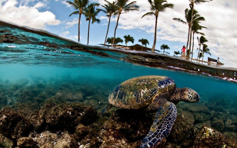 Черепаший берег Turtle Island