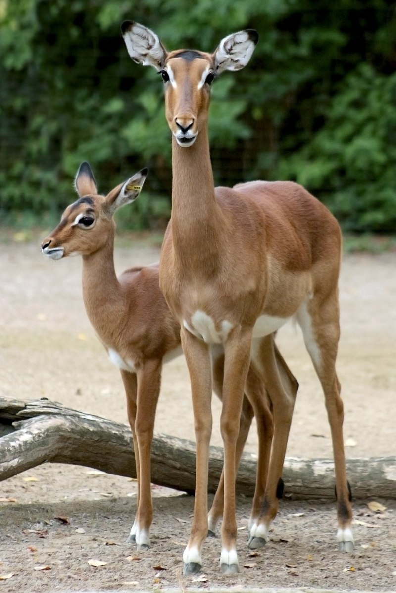 Геренук (Litocranius walleri)