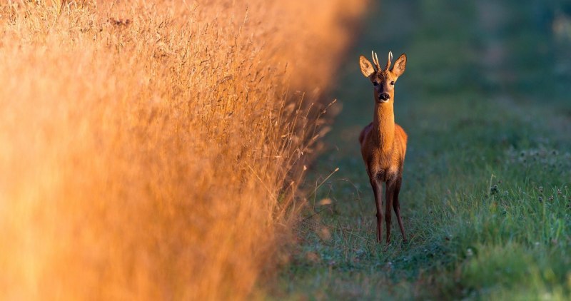 Odocoileus virginianus