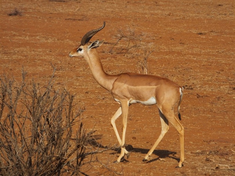 Геренук (Litocranius walleri)