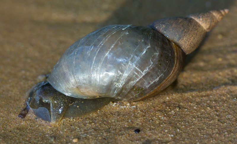 Прудовик моллюск (64 фото)