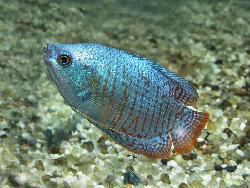 Chaetodon madagascariensis